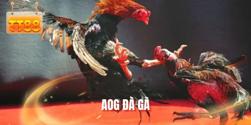 AOG đá gà